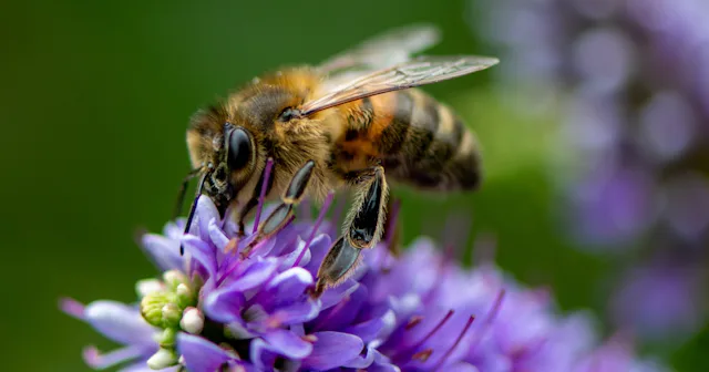 How To Treat A Bee Sting