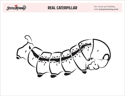 Real Caterpillar