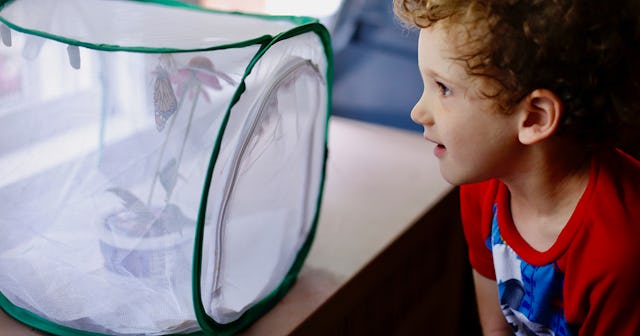 butterfly garden kits