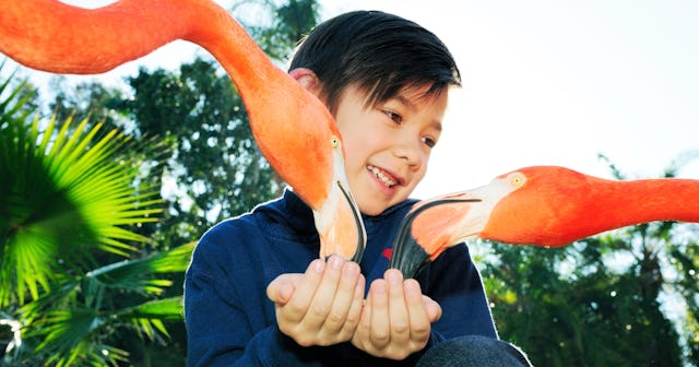 Flamingo Coloring Pages