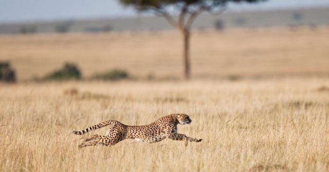 Cheetah Coloring Pages