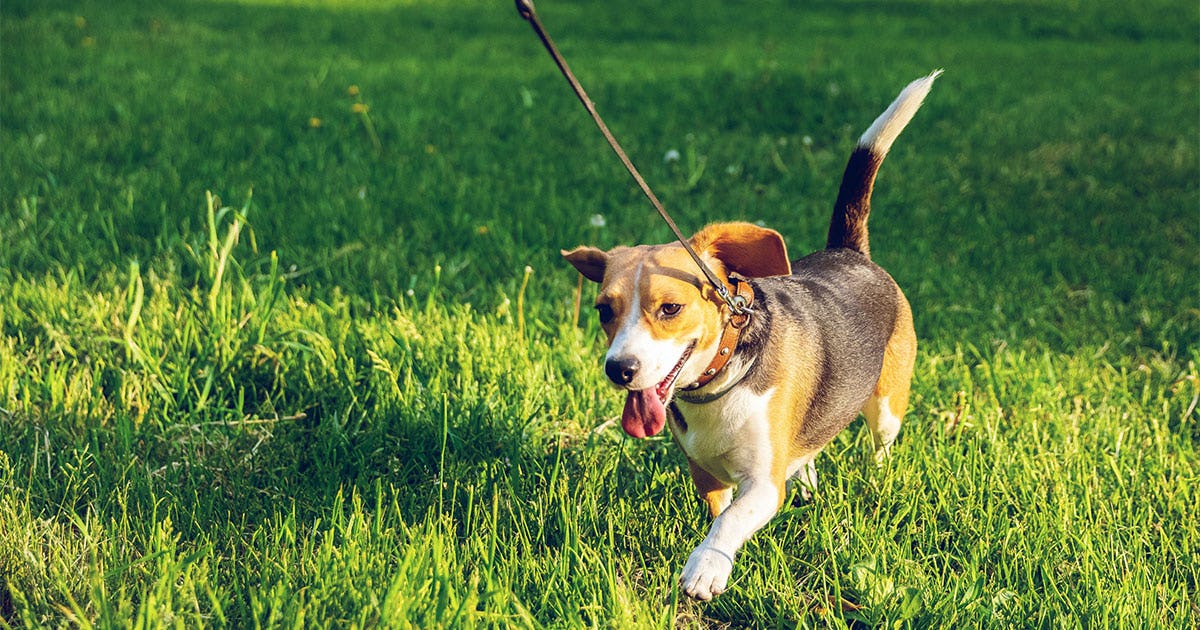 How fast can store a beagle run