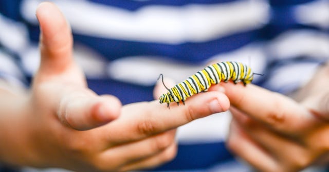 Caterpillar Coloring Pages