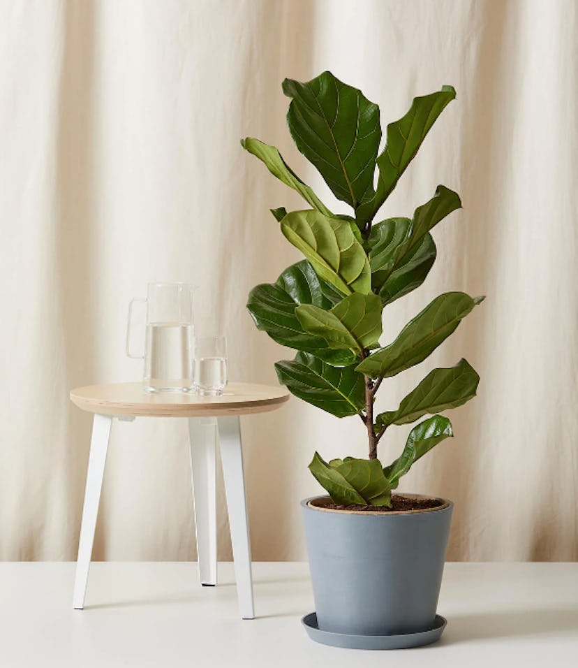 Fiddle Leaf Fig Plant