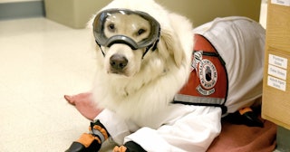 pup in ppe