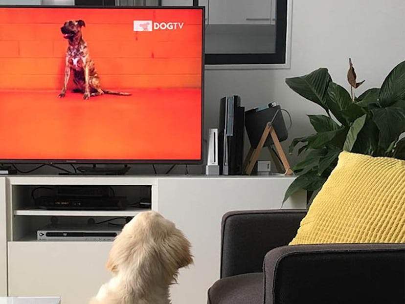 dogtv