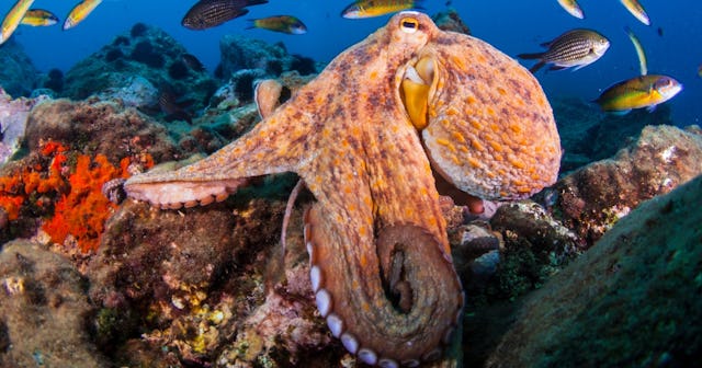 Octopus Coloring Pages