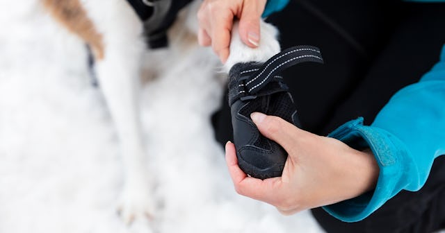 dog rain boots