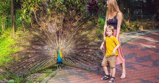 Peacock Coloring Pages