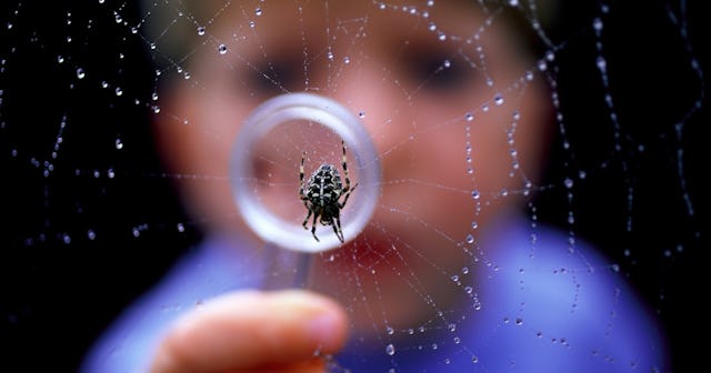 Spider coloring Pages