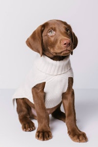 NakedCashmere Cable Dog Sweater