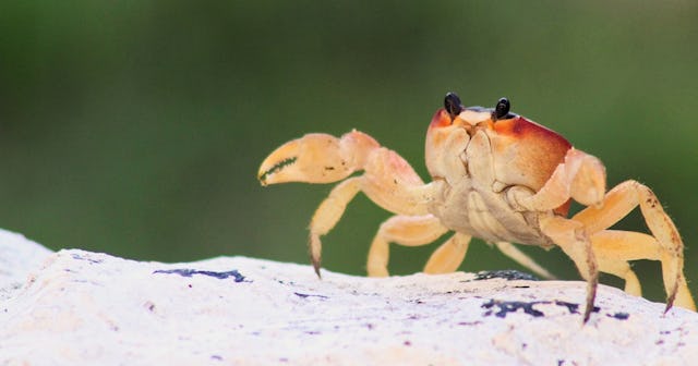 crab coloring pages