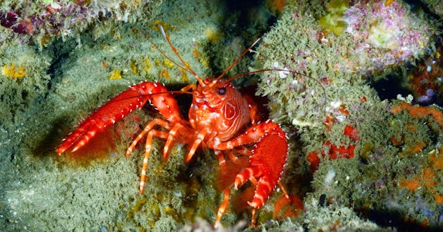 Lobster Puns and Jokes
