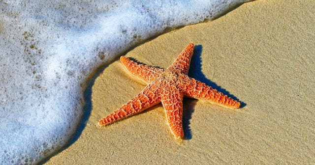 Starfish Coloring Pages