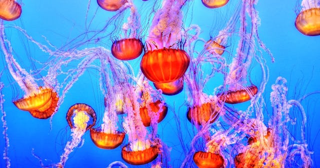 Jellyfish Coloring Pages