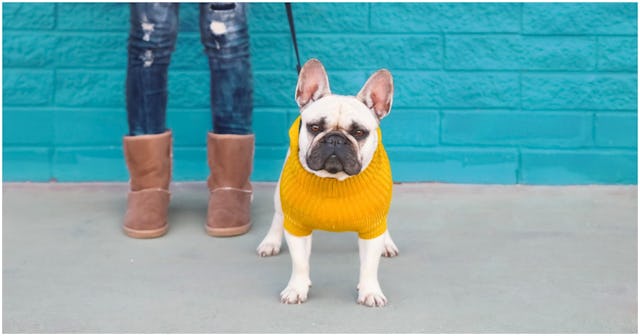 best dog sweaters