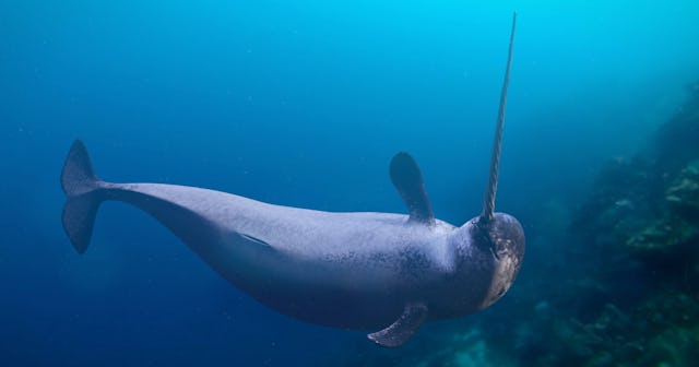 Narwhal Coloring Pages