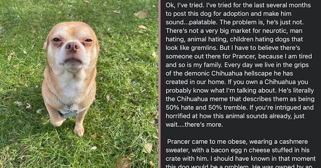 chihuahua tweet feature