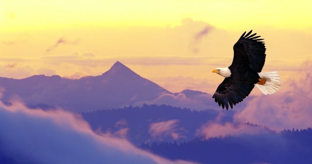 Eagle Coloring Pages