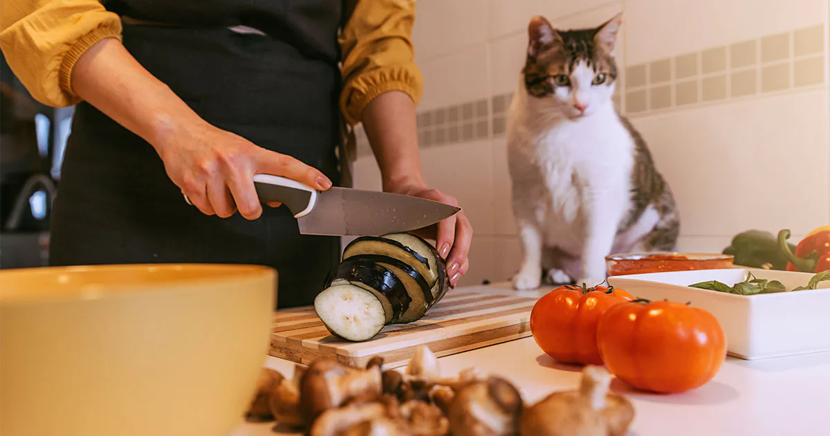 Cat Cookout New Cookbook Lets Pet Owners Coordinate Meals With Their Cats