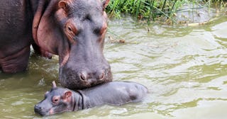 Hippo Coloring Pages