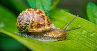 garden pests, slug on a leaf