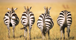 zebra jokes puns