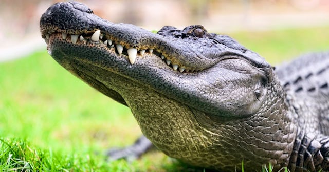 Crocodile And Alligator Coloring Pages
