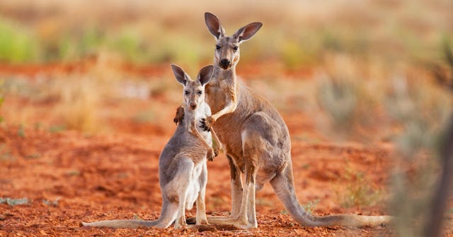 Kangaroo Coloring Pages