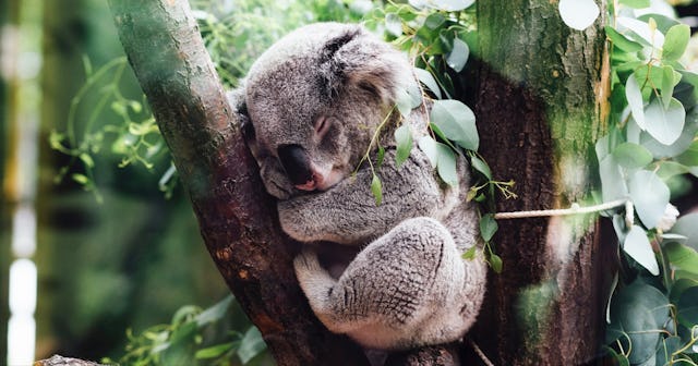 Koala Coloring Pages