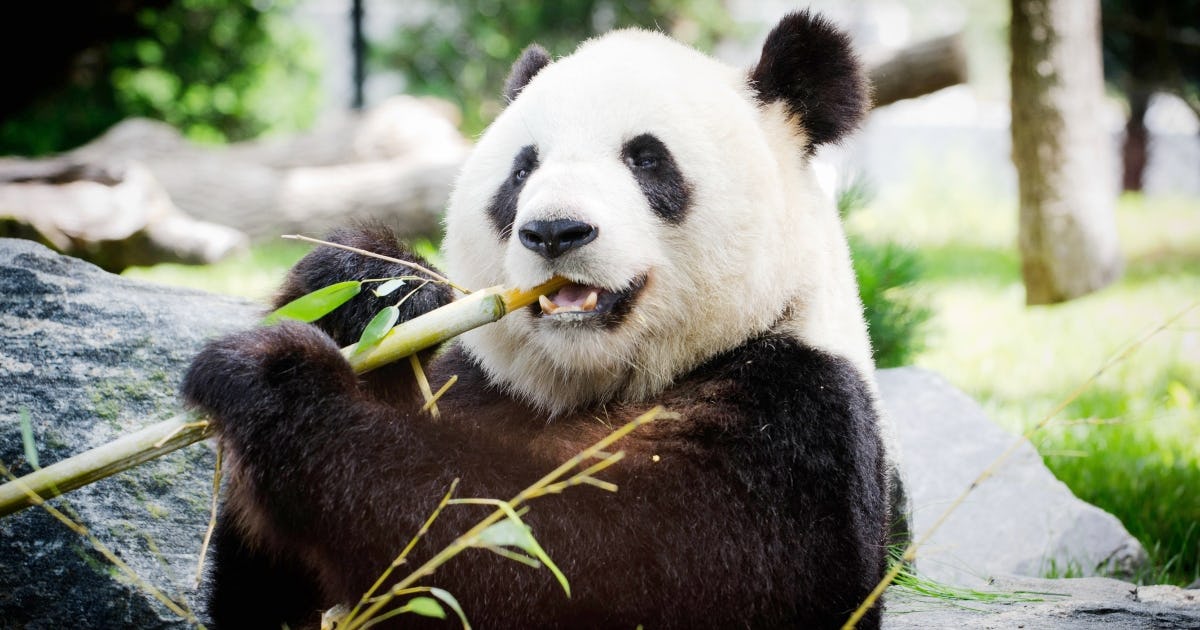 55+ Un-bear-ably Funny Panda Puns And Jokes That Will Keep You Rolling