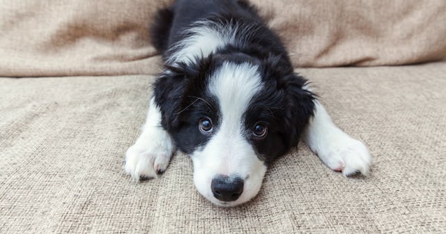 am i ready for a dog