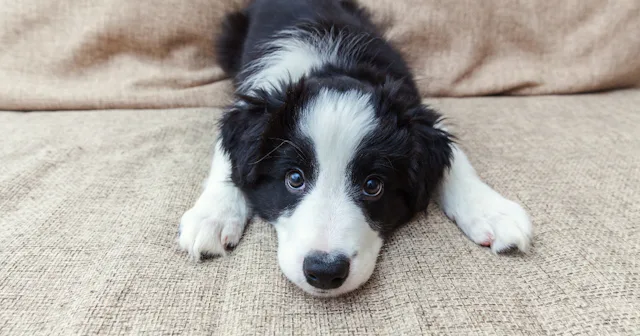 am i ready for a dog