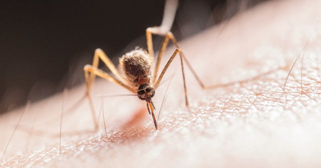 Mosquito Bites