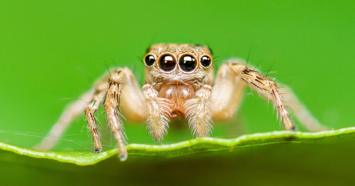 65+ Spider Puns And Jokes To Spin When You Want To Make Everyone LOL 65+ Spider Puns And Jokes To Spin When You Want To Make Everyone LOL