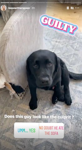 Dog clearance ate reese's