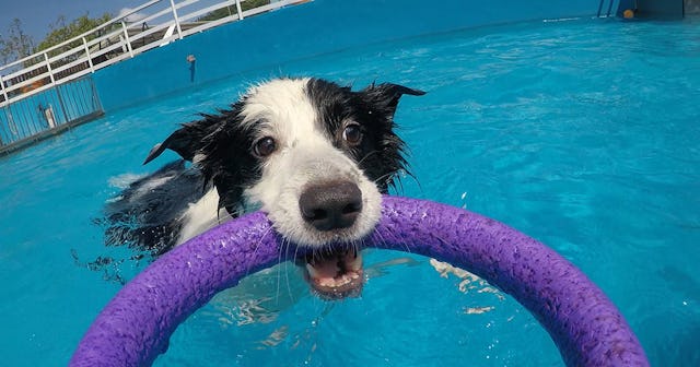 dog pool toys