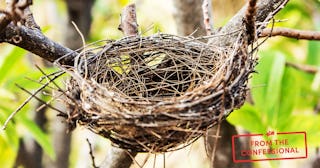 An empty nest 