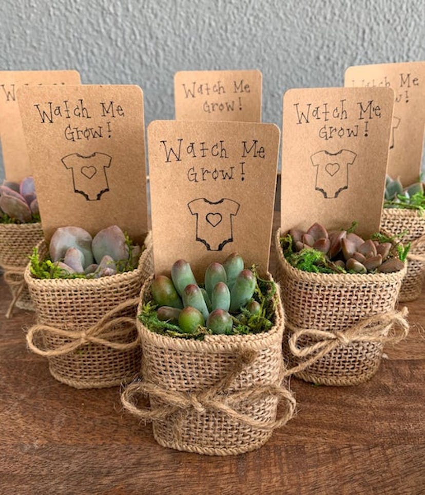 GardenofG 2" Succulent Baby Shower Favors 15 Pack