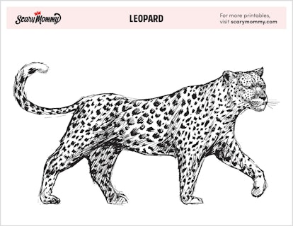 baby leopard coloring pages