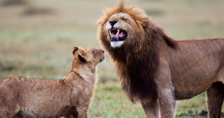 Lion Jokes and Puns