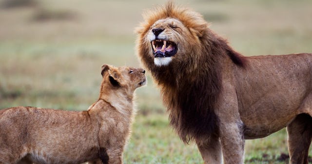 Lion Jokes and Puns