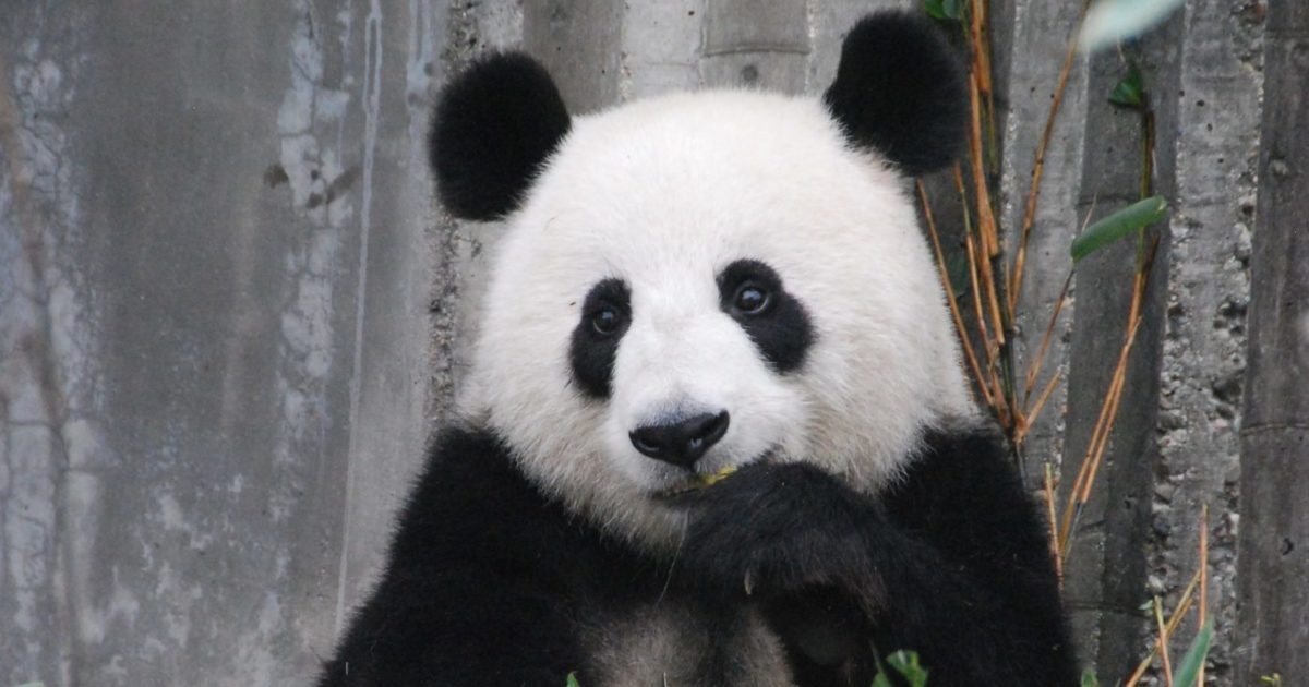 What's Black, White, And Fun All Over? These 11 Panda Coloring Pages