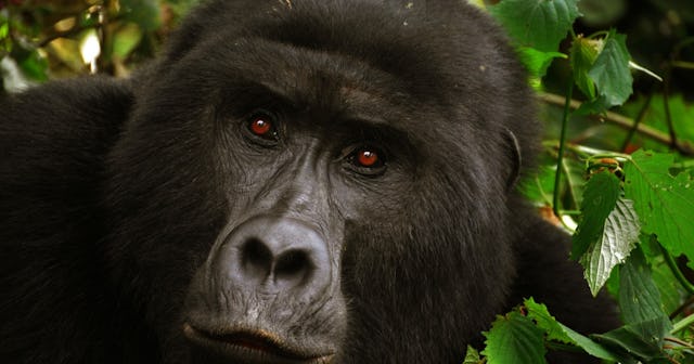 Gorilla Coloring Pages