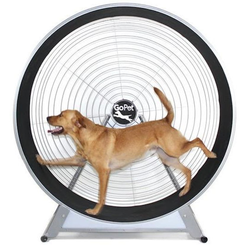 GoPet Dog Treadwheel