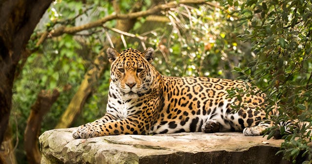 leopard coloring pages