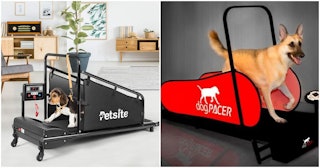 Side By Side Of A Beagle Puppy And An Adult German Shepard On A Dog Treadmill
