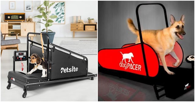 Side By Side Of A Beagle Puppy And An Adult German Shepard On A Dog Treadmill