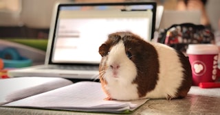 work from home memes jokes, guinea pig on computer