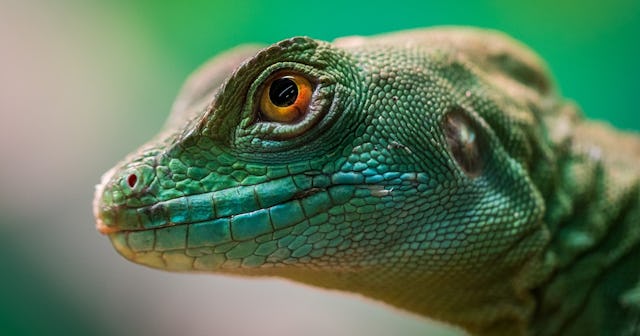 lizard coloring pages
